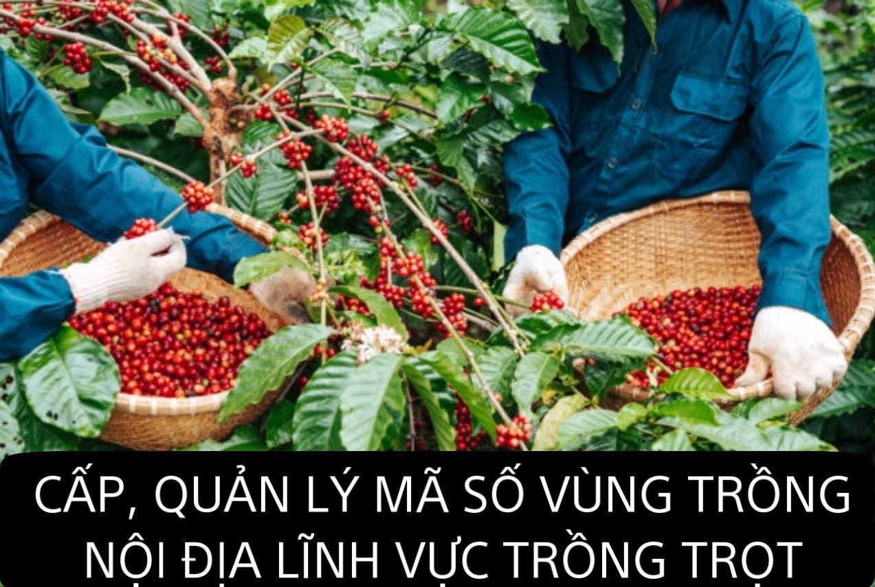 Tăng cường lãnh đạo, chỉ đạo, tuyên truyền cấp, quản lý mã số vùng trồng nội địa lĩnh vực trồng trọt